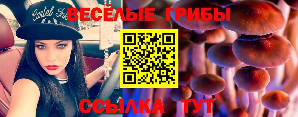 Галлюциногенные грибы Psilocybe Искитим